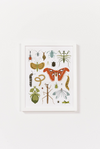 Bug Collector Art