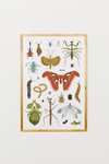 Bug Collector Art