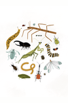 Cutie Crawly Roundup Art