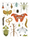 Bug Collector Art