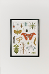 Bug Collector Art