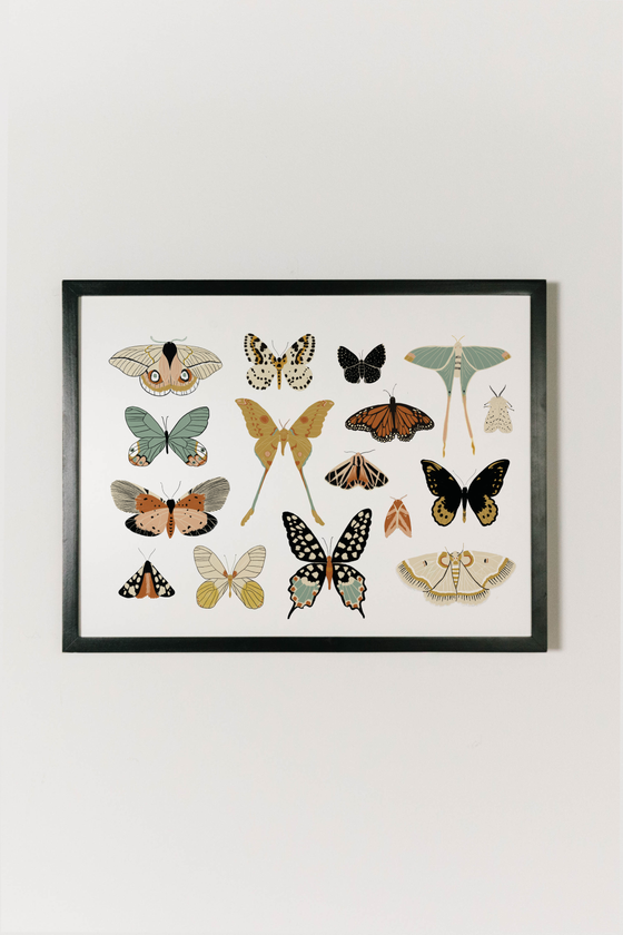 Butterfly Collector Art