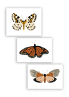 Butterfly Art Bundle